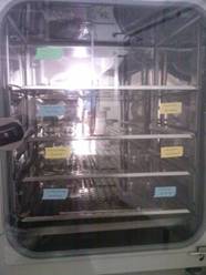 Incubator_shelves