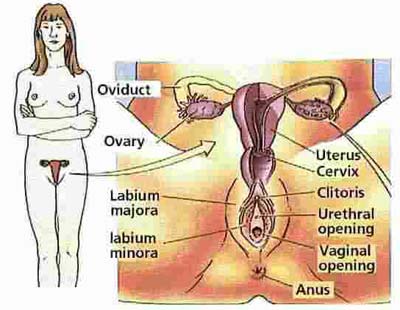 Women Reproductive System