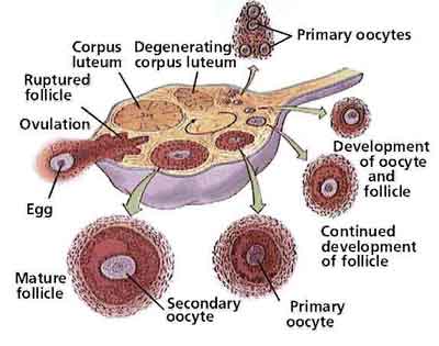 ovary follicle development