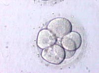 Two Cell Embryo