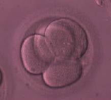 Embryo Day 2