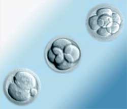 Embryo Day 2